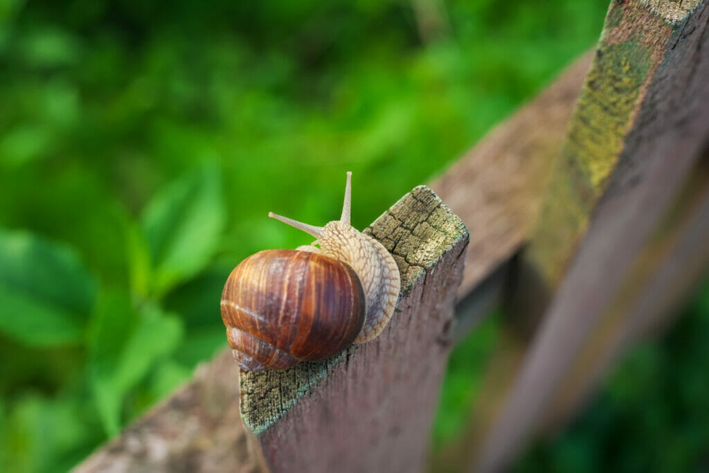 snail-old-wooden-fence-green-grass
